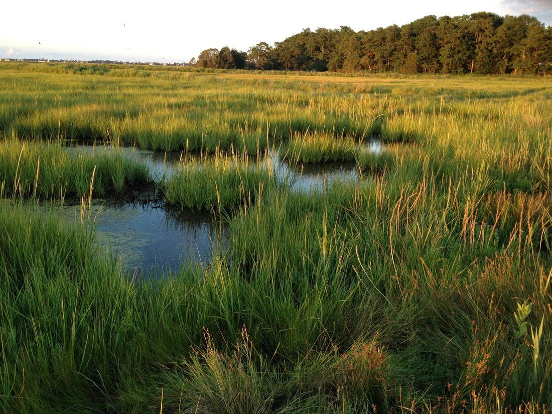 From Winter Woods to Spring Waters: Transitioning from Winter to Spring in the Lowcountry
