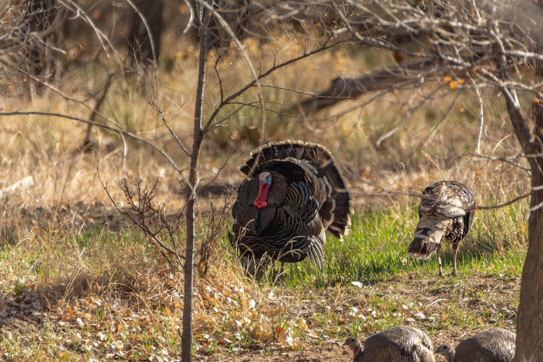 Turkey Season & Spring Hunts: Staying Cool, Quiet, and Comfortable in the Field